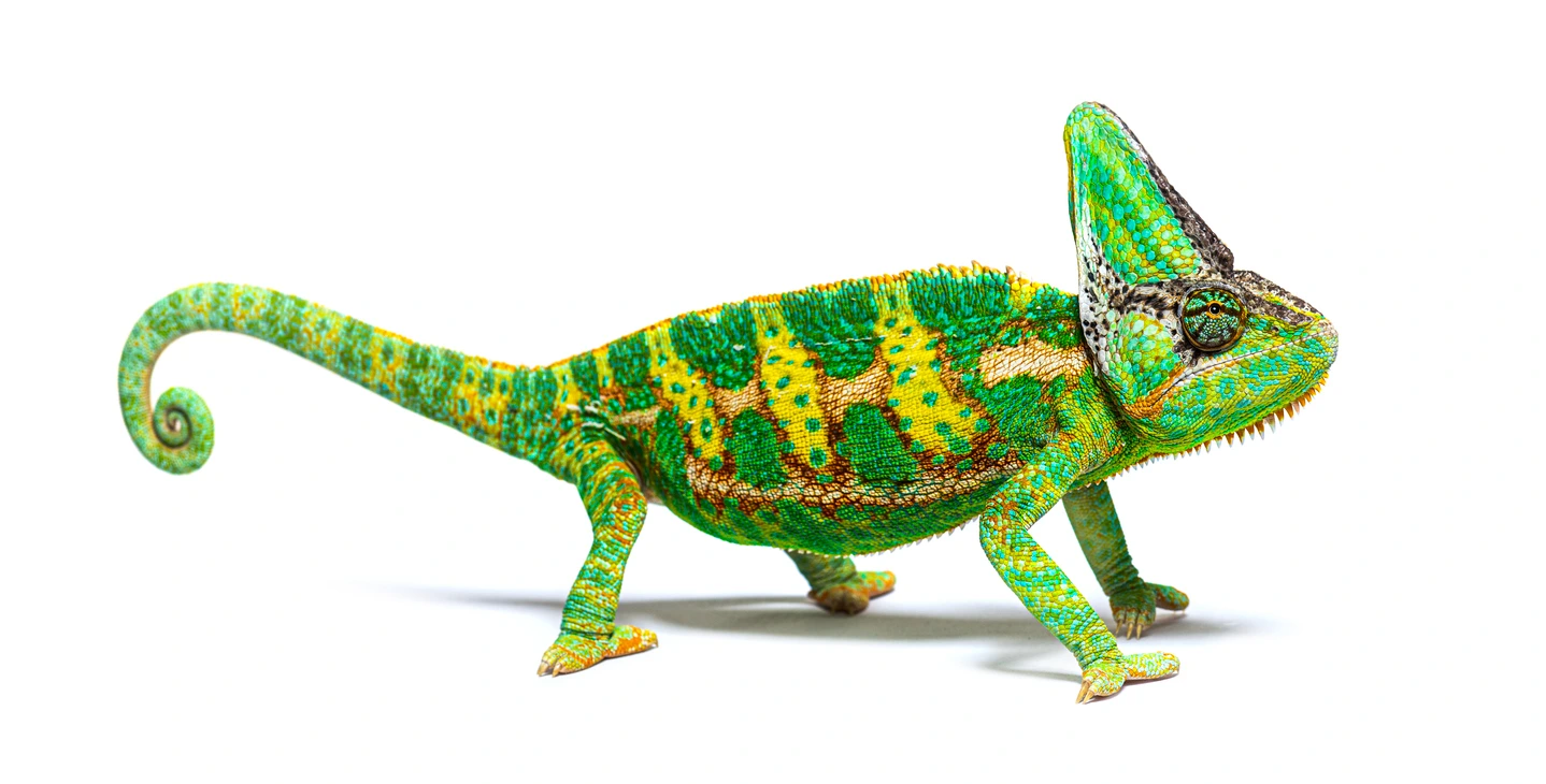 Мъжки йеменски хамелеон